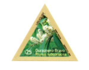 Ilustración flores Duraznero Bravo (Prunus subcoriacea)