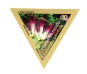 Imagen del plumerillo rosado.