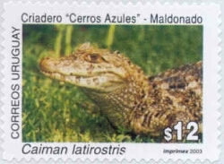 Foto de un Caimán sobre el pasto.