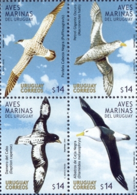 Ilustración de cuatro aves que vuelan sobre un fondo celeste: el Petrel Corona Negra, el Albatros de ceja negra, el Petrel gigante común y el Damero del Cabo.