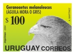 Fotografía de Águila