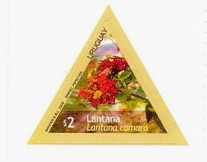Fotografía de Lantana en marco triangular.
