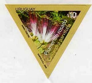 Fotografía de Plumerillo Rosado en marco triangular.