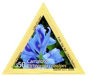 Fotografía de Camalote en marco triangular.