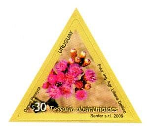 Fotografía enmarcada en figura triangular de Tessaria Absinthioides
