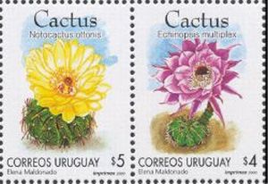 Ilustraciones Cactus de la Región
