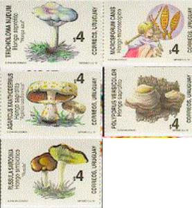 Ilustraciones de hongos