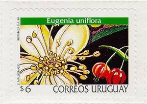 Serie Permanente - Flores del Uruguay - Eugenia Uniflora - Familia Mirtaceae