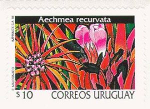 Ilustración Aechmea Recurvata