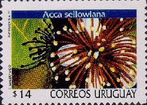Flores del Uruguay- Acca Sellowiana